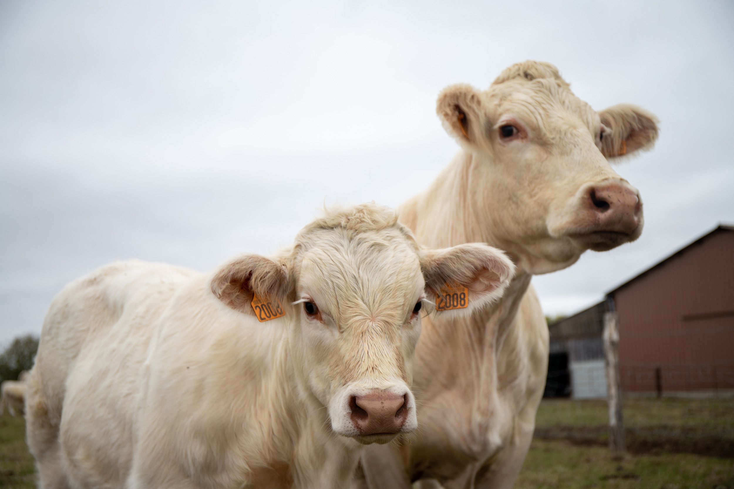 Photo vaches Photo vaches
